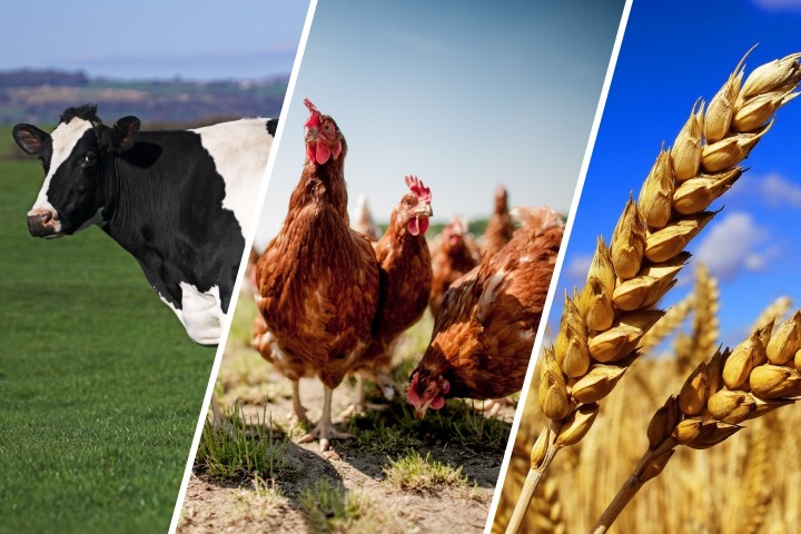 Egyéni gazdaságok összeírása, 2025 – KSH