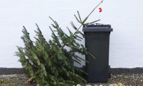 Nem mindegy hogyan, hová és mikor dobjuk ki a fenyőfát!