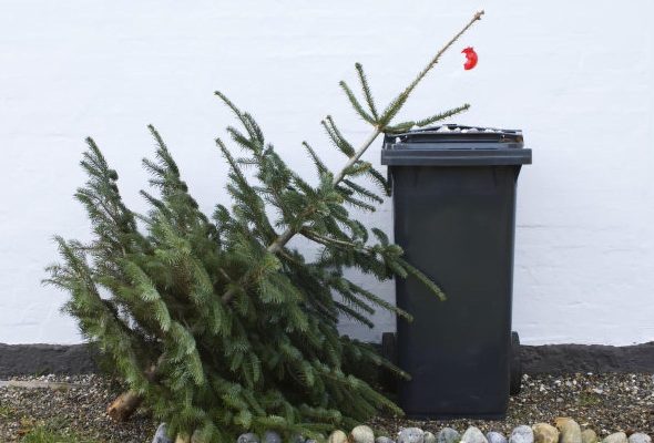 Nem mindegy hogyan, hová és mikor dobjuk ki a fenyőfát!