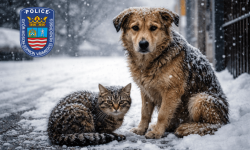 Védjük állatainkat is az extrém hidegben!