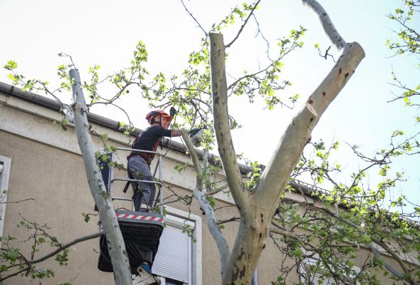 Tájékoztatás villamoshálózat alatti fák gallyazásáról