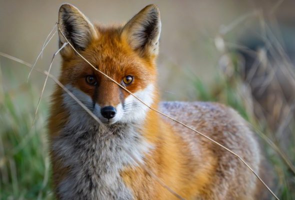 Ebzárlat és legeltetési tilalom van érvényben!