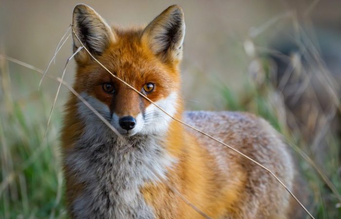 Ebzárlat és legeltetési tilalom van érvényben!